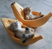 Десятая жизнь кошки