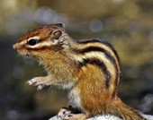 Еще +1 Статью не взяли в печать на другую тему - Часть 9